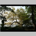 baum_besondere_16.jpg