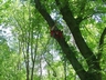 treeworker_09.jpg